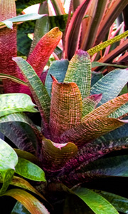 Gordons Nurseries - Bromeliads