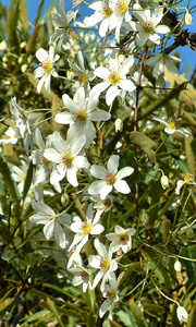 Gordons Nurseries - Climbing Plants