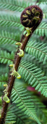 Gordons Nurseries - Ferns