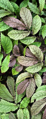 Gordons Nurseries - Ground Cover
