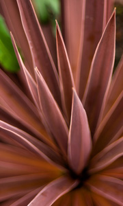 Gordons Nurseries - Miscellaneous Plants